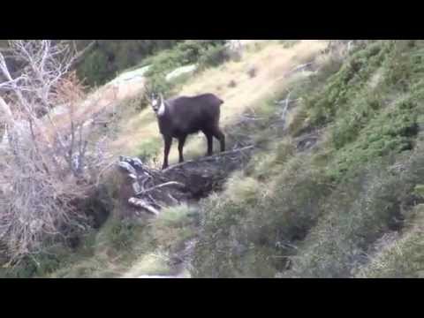 Caccia al Camoscio in Valtellina