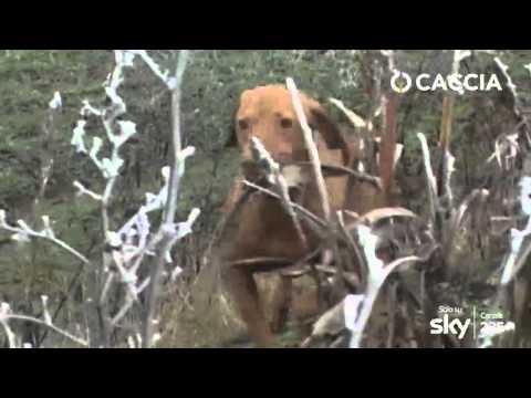 Cani da Caccia: il Vizla o Bracco Ungherese