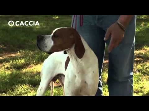Cani da Caccia: Caratteristiche morfologiche del Pointer