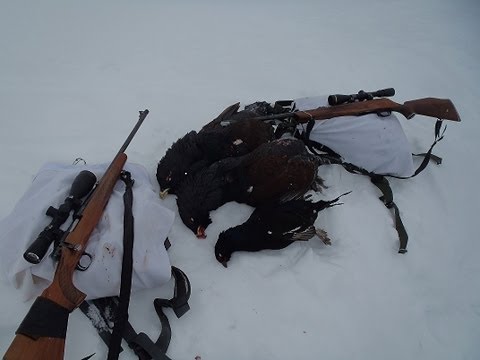 Caccia al Gallo Forcello in Svezia