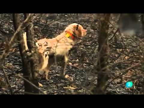 Caccia alla Beccaccia con Setter Inglese