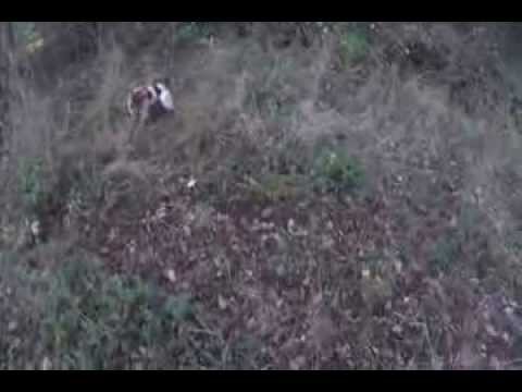 Espagneul Breton ferma anche la Lepre