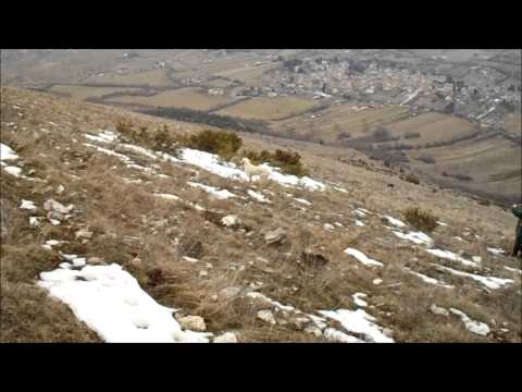 Spinone in allenamento su coturnice