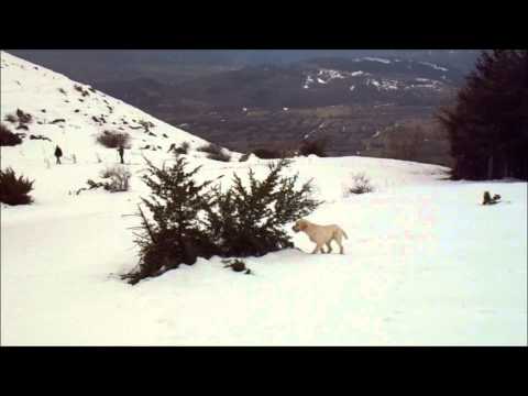 In allenamento su coturnice
