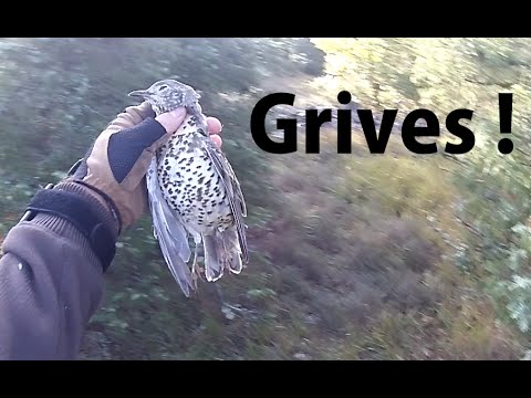 Caccia ai Tordi in Francia 2015