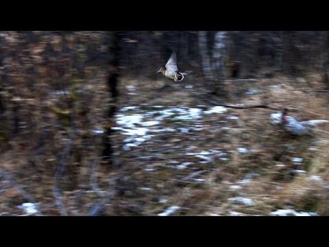 Caccia alla Beccaccia con Setter Inglese