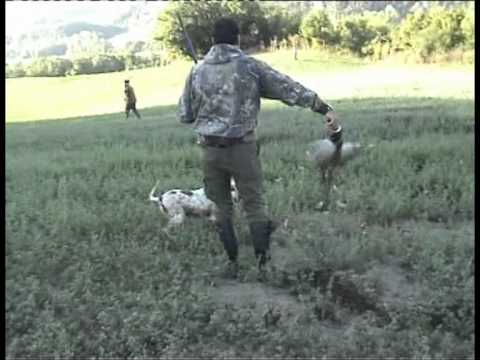 Cane da caccia: allenamento su quaglia