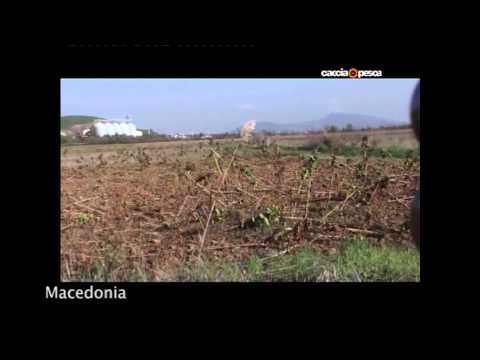 Caccia a Starne e Coturnici in Macedonia – 2a parte