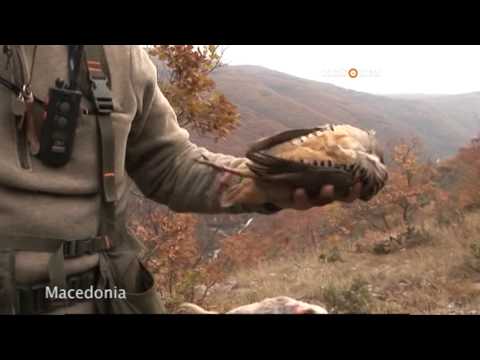 Caccia a Starne e Coturnici in Macedonia – 1a parte