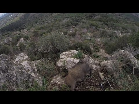 Caccia al cinghiale sui monti Ceriti