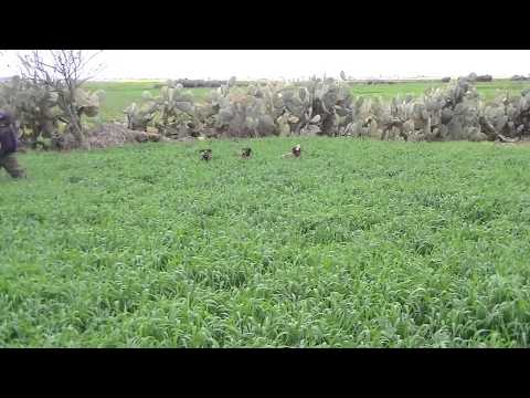 Caccia a Quaglie e Beccaccini in Marocco
