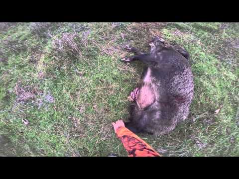 Caccia al Cinghiale…in corsa