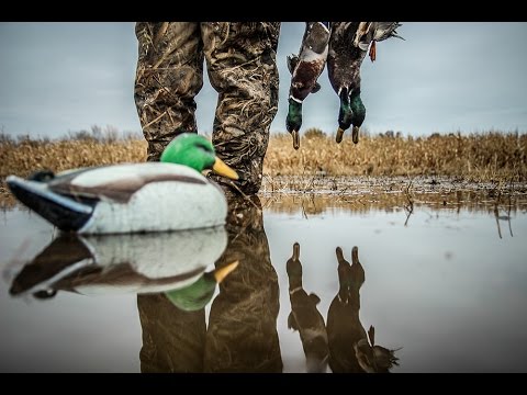 Caccia alle Anatre ed alle Oche – Stagione 2015