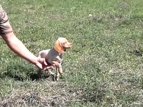 Cani da Caccia: Espagneul Breton in addestramento