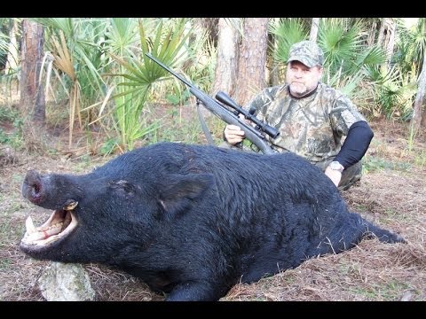 Caccia al Cinghiale in battuta