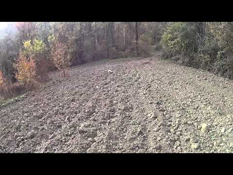 Caccia alla Lepre…con cane da ferma