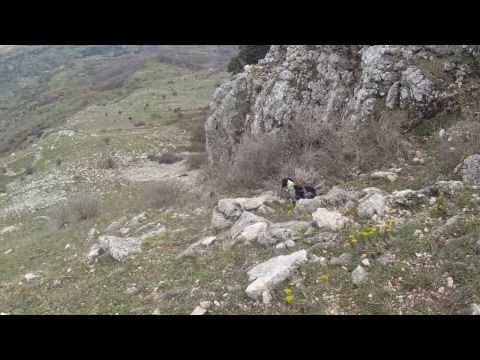 Caccia alla Coturnice in Sicilia
