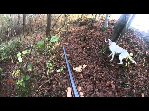 Caccia alla Beccaccia con Setter Inglese