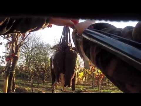 Caccia ai Tordi 2014