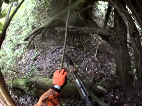 Caccia al Cinghiale, recupero