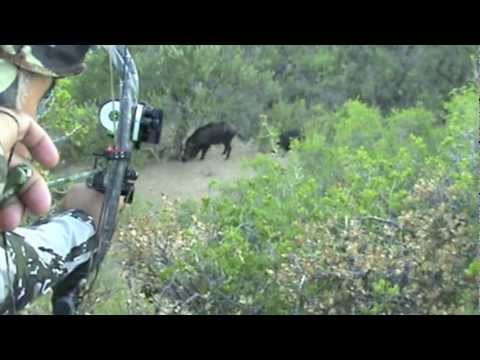 Caccia al Cinghiale con l’Arco