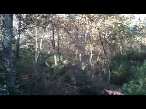 Caccia alla Beccaccia con Silvio e chicco