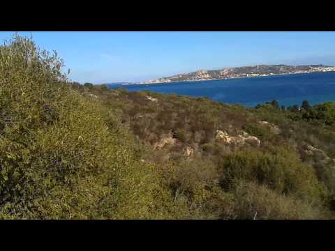 Caccia al cinghiale a Palau in Sardegna