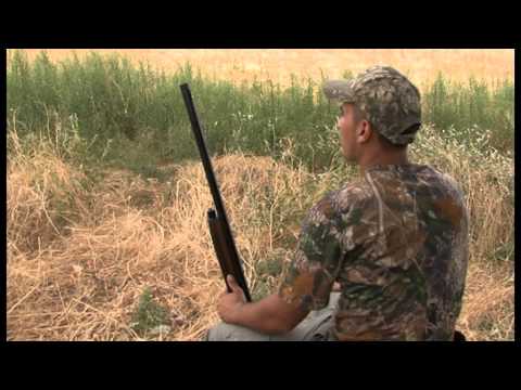 Tirada de paloma torcaz y tortola en media veda, fincas Cacerias Campo de Montiel en Ciudad Real.