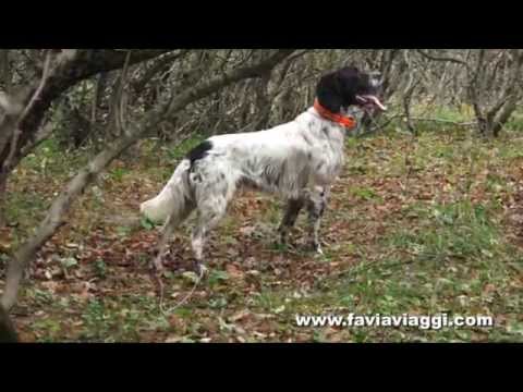 Caccia alla Beccaccia in Bulgaria – Prima Parte