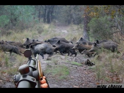A caccia di ungulati nel bosco