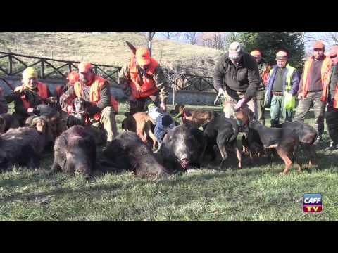 Caccia al Cinghiale 2014 – 2a parte