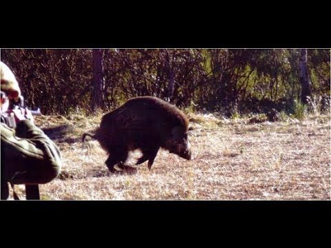 Caccia al Cinghiale in Francia