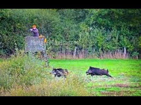 Top hunting action 2014. I migliori corti di caccia del 2014