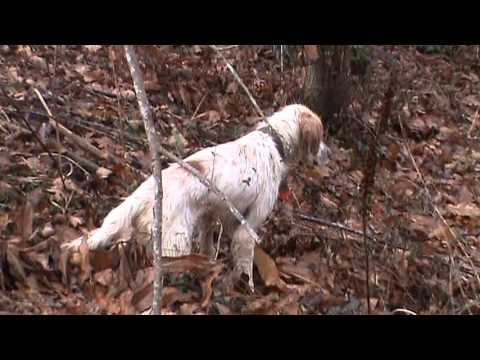 Caccia alla beccaccia con il setter nel bosco