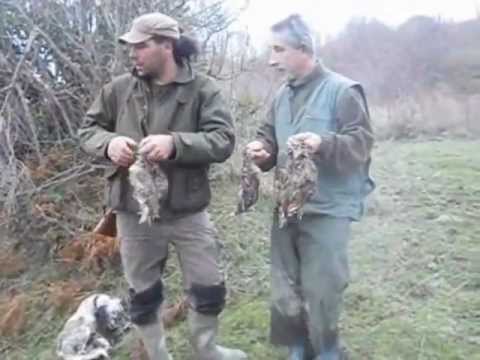 Caccia alla beccaccia tra il fitto del bosco