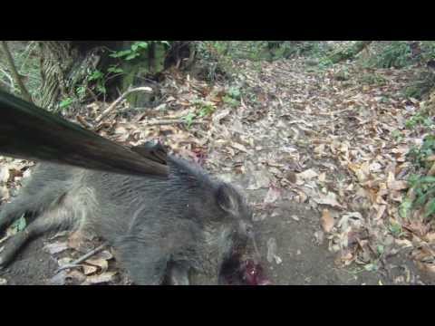 Video di caccia al cinghiale a Camaiore