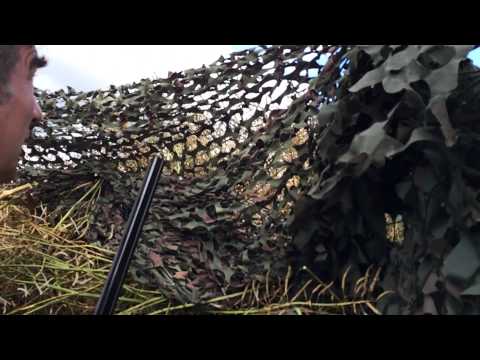 Caccia ai colombacci in Irlanda a casa Rizzini