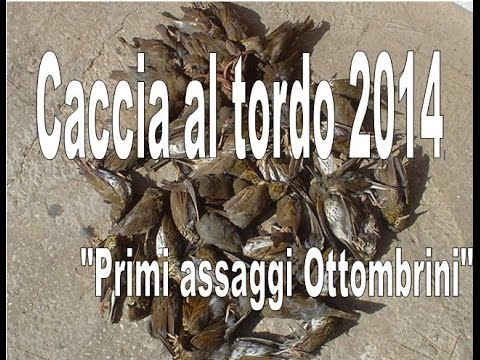 Video di caccia ai tordi di passo migratorio tra gli ulivi