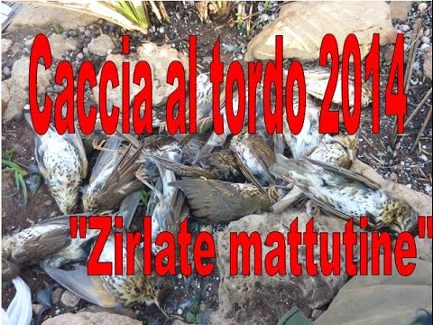 Caccia ai tordi di passo mattutino