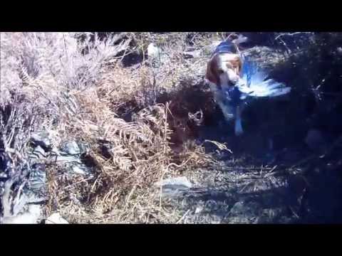 A caccia di colombacci di passo in Corsica