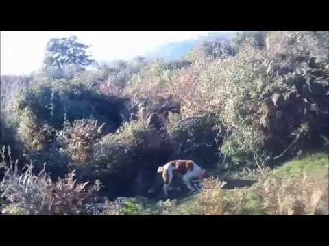 Caccia ai colombacci di passo in Corsica