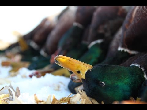 Le X : Des essaims de Minnesota colverts le dernier jour de la saison