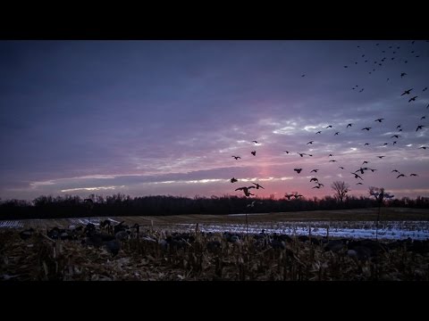 Le X : Conseils pour colverts en fin de saison