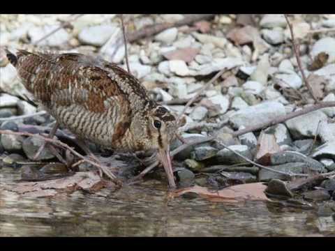 Beccaccia – Woodcock