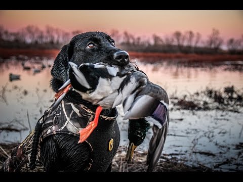 Le X : terres publiques Duck Hunting dans le Kansas