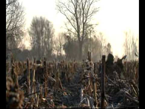 Video di caccia ai colombacci dal capanno