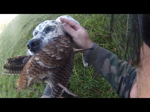 Caccia al Fagiano con Setter Inglese