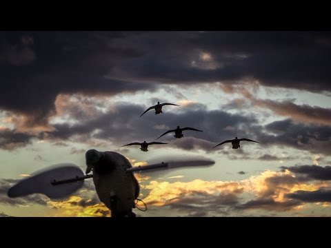 Duck sec de terrain de chasse : Cinq -Man limite en 25 minutes