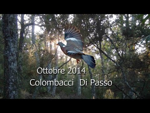 Caccia ai Colombacci di Passo 2014