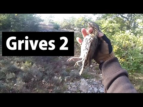 Caccia ai tordi di passo in collina